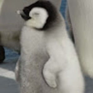 Meet your Posher, Ting-hui